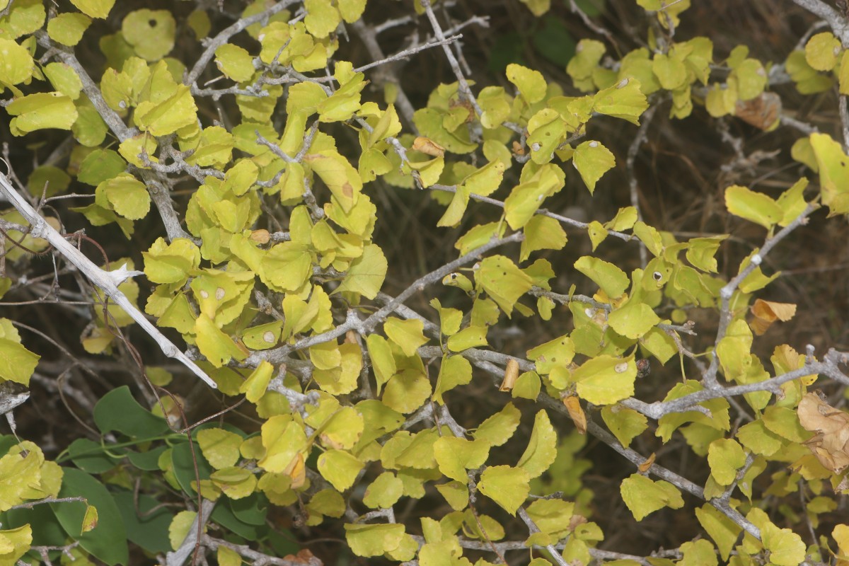 Grewia tenax (Forssk.) Fiori